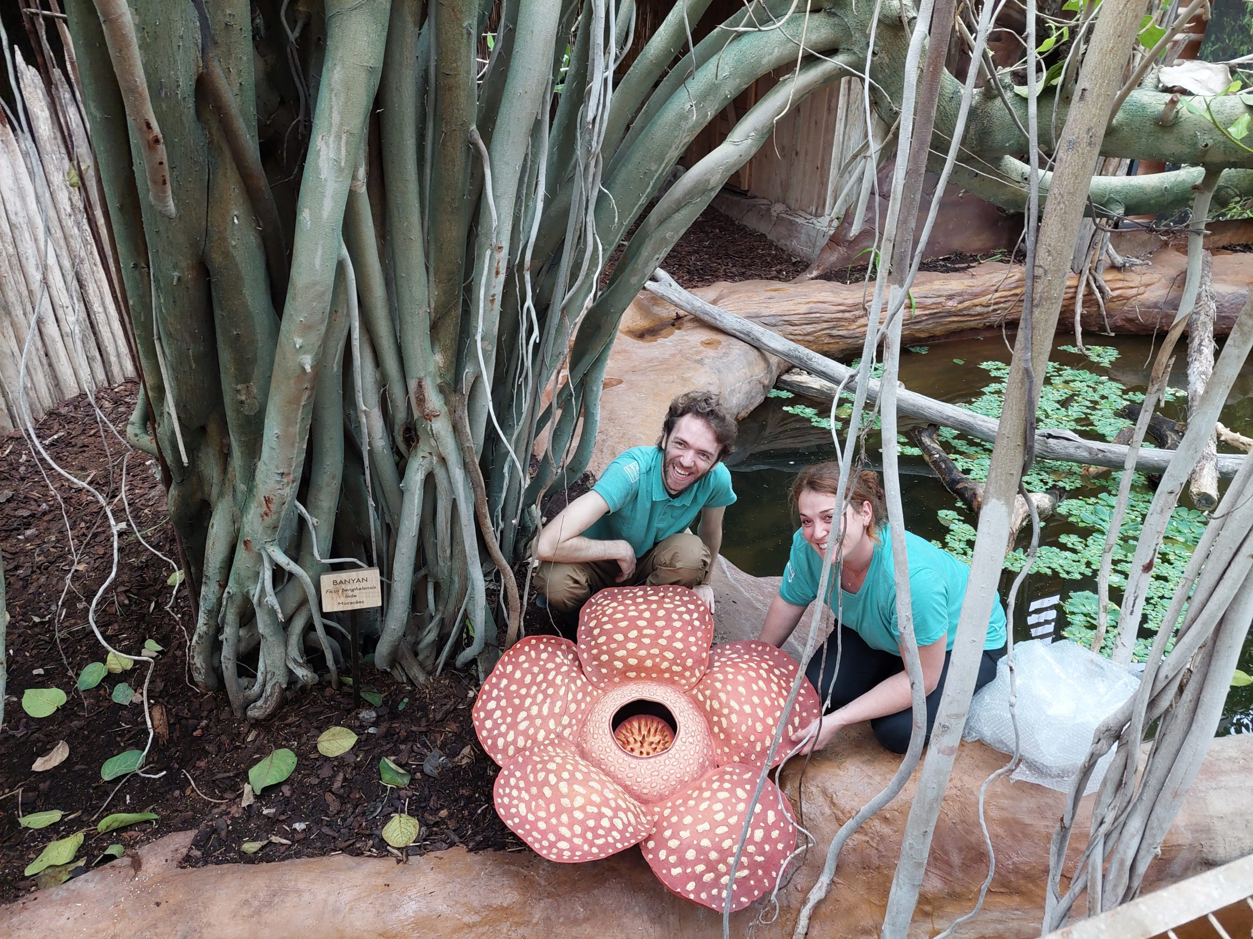 Une Rafflesia présentée par notre botaniste et le responsable zootechnie de La Ferme aux Crocodiles - Réserve Tropicale à Pierrelatte