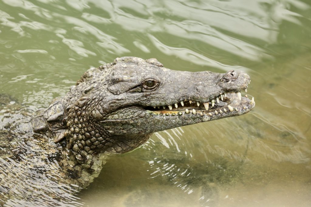 Crocodile - La Ferme aux Crocos - Réserve Tropicale - Pierrelatte - Drôme Provençale